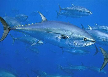 Pesca artesanal de atum-rabilho da Catalunha inicia avaliação para certificação de sustentabilidade