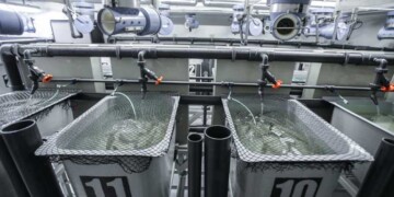 CIIMAR: Como aumentar a biodisponibilidade do ferro em dietas para robalo e tornar a aquacultura mais sustentável