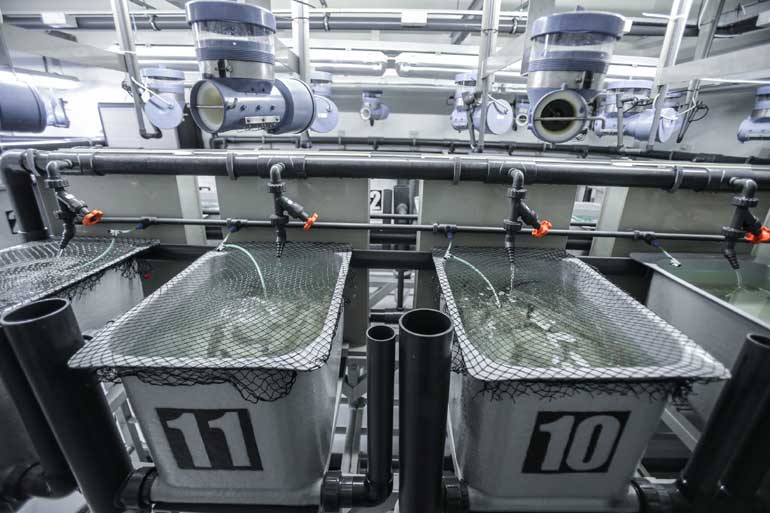 CIIMAR: Como aumentar a biodisponibilidade do ferro em dietas para robalo e tornar a aquacultura mais sustentável