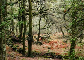 Bel Portugal apoia restauro ecológico do Gerês em parceria com a WWF