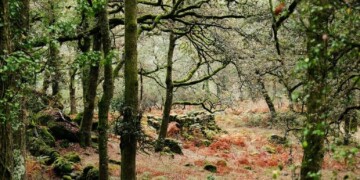 Bel Portugal apoia restauro ecológico do Gerês em parceria com a WWF