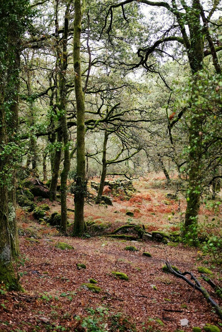 Bel Portugal apoia restauro ecológico do Gerês em parceria com a WWF