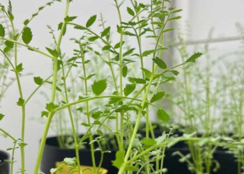 FCUP aposta na promoção da resiliência climática de culturas agrícolas