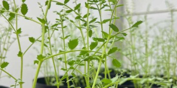 FCUP aposta na promoção da resiliência climática de culturas agrícolas