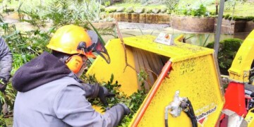 Parques de Sintra reutiliza madeira caída em Monserrate para regenerar solo e ajudar a reter carbono