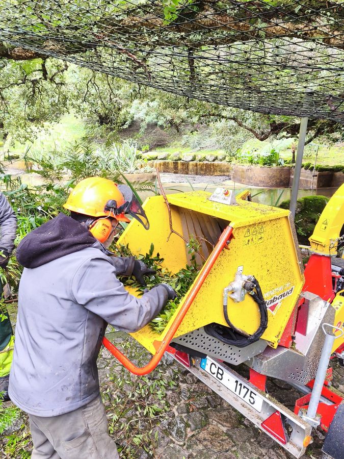 Parques de Sintra reutiliza madeira caída em Monserrate para regenerar solo e ajudar a reter carbono