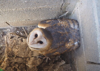 Quase 1.700 animais selvagens deram entrada nos centros da Quercus em 2025