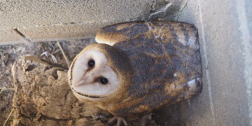 Quase 1.700 animais selvagens deram entrada nos centros da Quercus em 2025